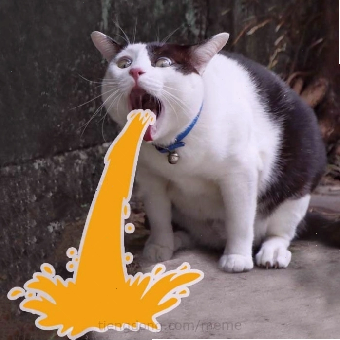 Hình ảnh meme mèo ôm nhau ấn tượng