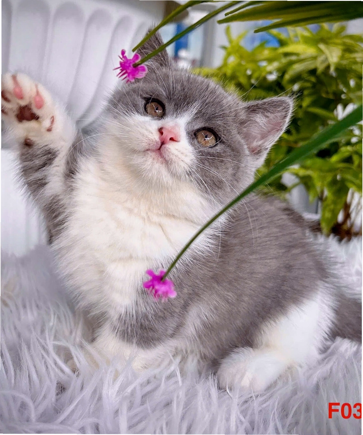 Hình ảnh mèo Anh lông ngắn thuần chủng với bộ lông xám đặc trưng