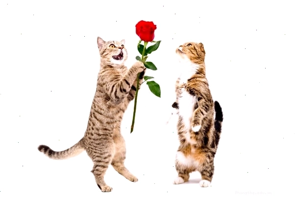 Hình trái tim cute meme mèo tặng hoa lan toả năng lượng yêu