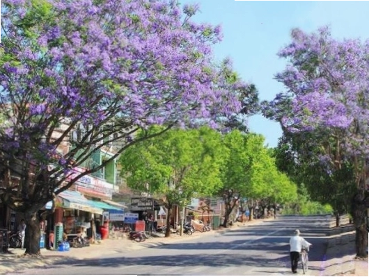 Hoa bằng lăng tím rực rỡ báo hiệu mùa hè