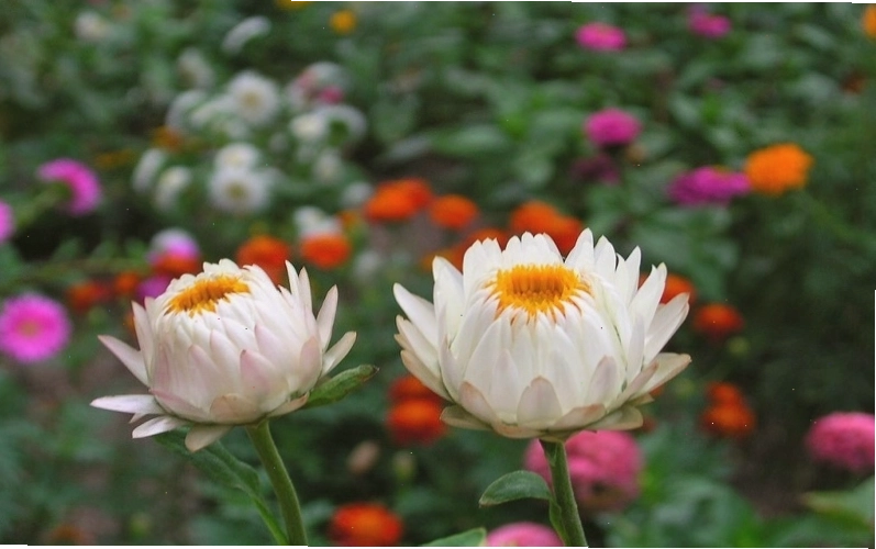 Hoa bất tử có tên khoa học là Xerochrysum bracteatum