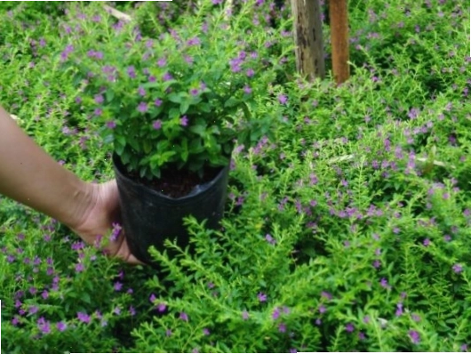 Hoa cẩm tú mai tím với vẻ đẹp mong manh, tinh khôi