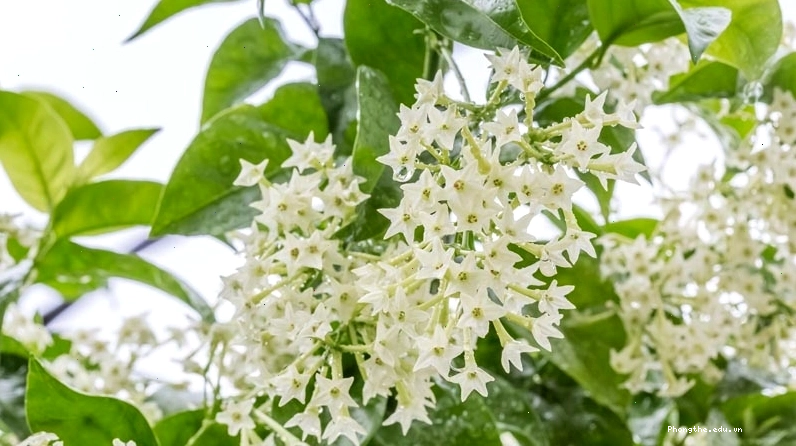 Hoa dạ lý hương với hương thơm quyến rũ lan tỏa trong đêm