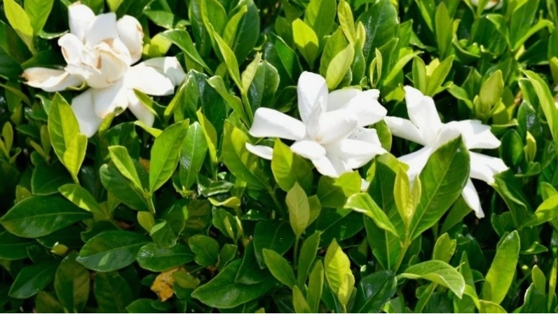 Hoa Dành Dành có thể trồng tại nhà bằng hạt hoặc giâm cành, trong đất tơi xốp