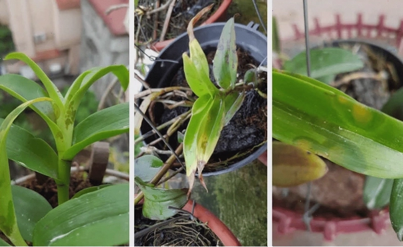 Hoa địa lan vàng có thể bị bệnh nếu không chăm sóc đúng cách