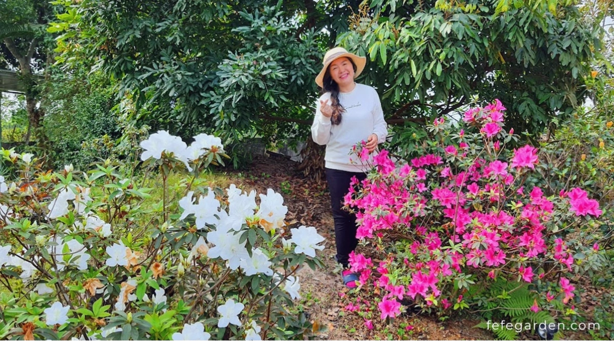 Hoa đỗ quyên trắng nở rộ tại Fefe Garden