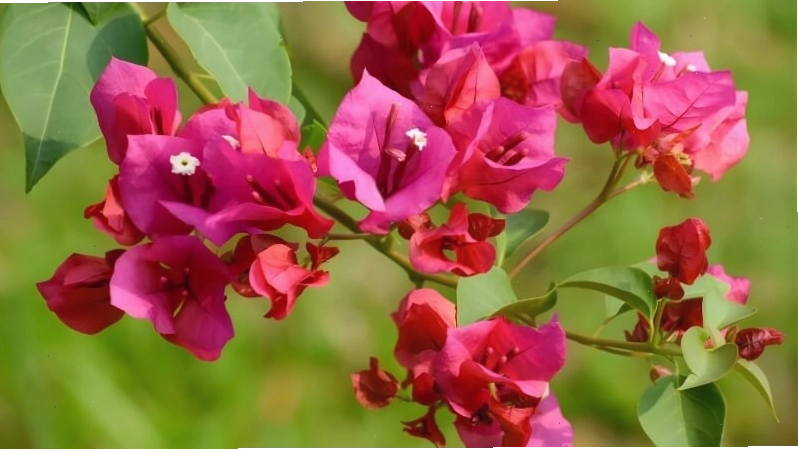 Hoa Giấy leo giàn tạo tường hoa rực rỡ