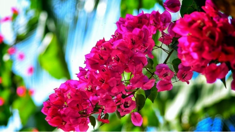 Hoa giấy mang vẻ đẹp giản dị và ý nghĩa sâu sắc