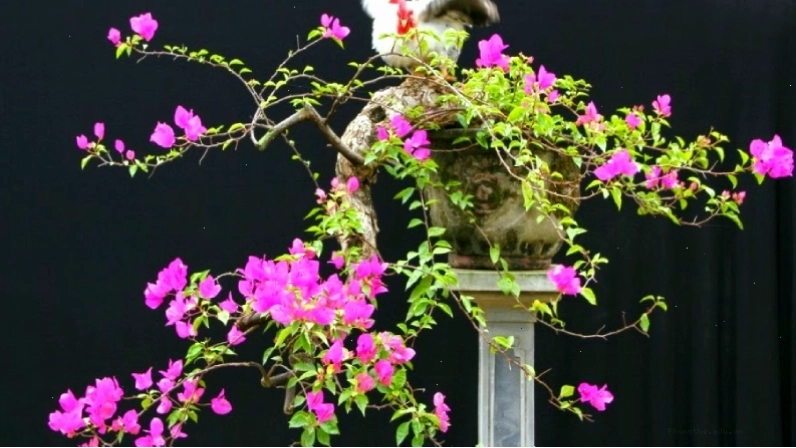 Hoa giấy trồng bonsai đẹp mắt