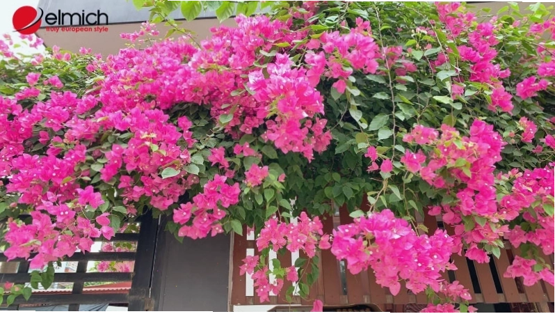 Hoa giấy tượng trưng cho điều tốt lành trong phong thủy