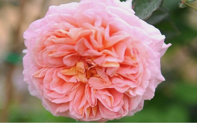 Hoa hồng Abraham Darby rose màu hồng đào rực rỡ