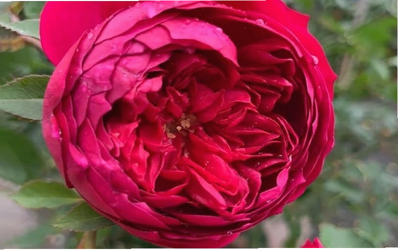 Hoa hồng Autumn Rouge rose sắc cam nâu lãng mạn