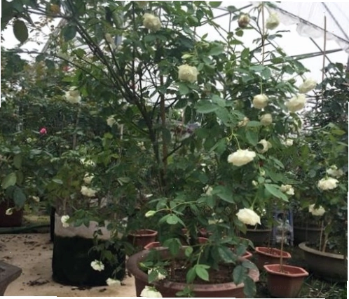 Hoa hồng Bạch Ho trắng tinh khôi