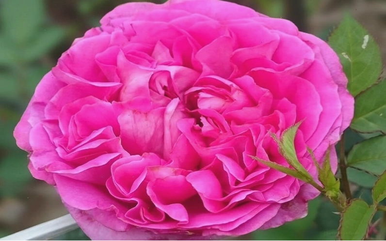 Hoa hồng Bernadette Lafont rose mang sắc hồng tím quyến rũ