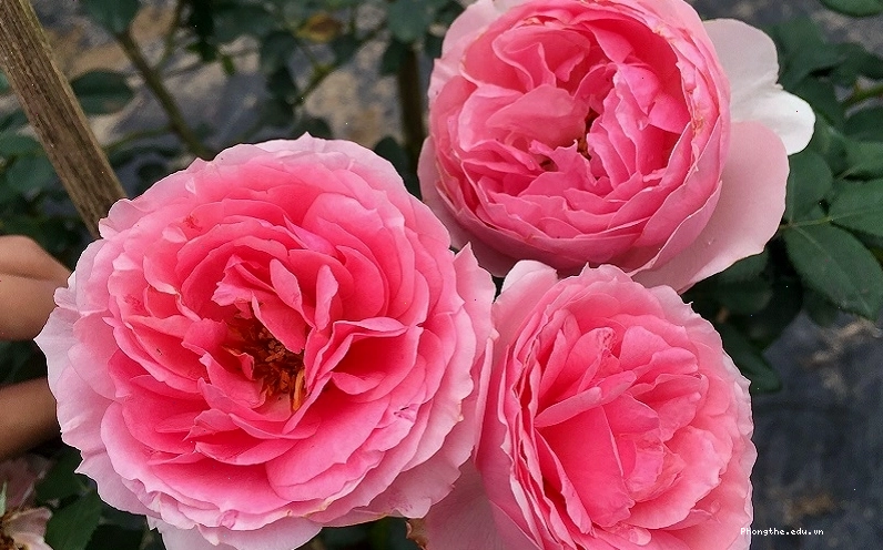 Hoa hồng Eckart rose màu hồng nhạt thanh tao