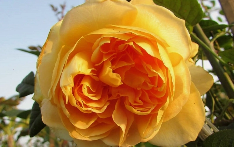 Hoa hồng Golden Celebration rose màu vàng rực rỡ