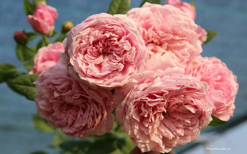 Hoa hồng leo Spirit of Freedom rose màu hồng phấn