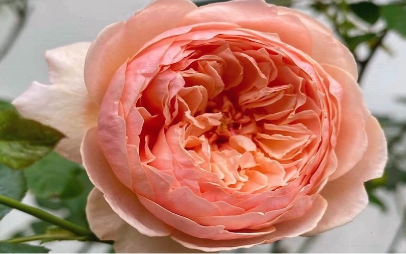 Hoa hồng Masora rose màu vàng cam rực rỡ