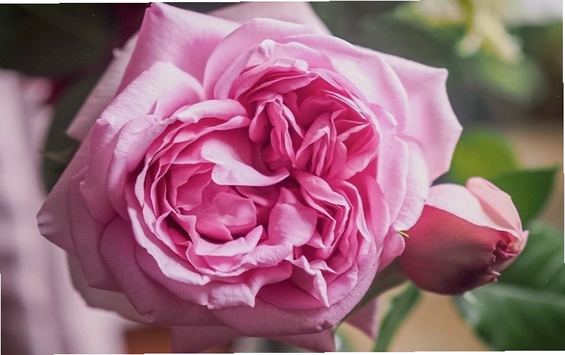 Hoa hồng Pompadour rose với sắc hồng phấn dịu dàng