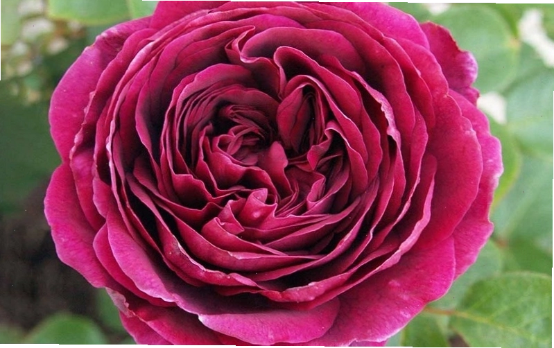 Hoa hồng The Prince rose màu đỏ tím sang trọng