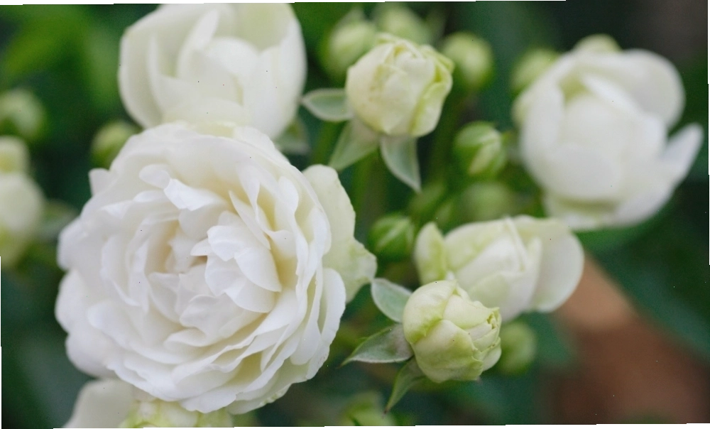 Hoa hồng Wedding Road với sắc hồng pastel dịu dàng