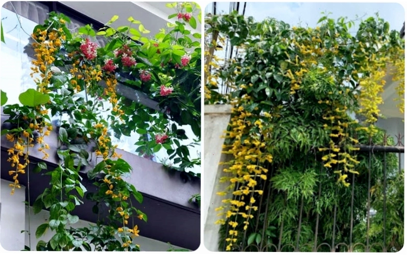Hoa lan Hoàng Dương ra hoa rực rỡ từ mùa thu sang mùa xuân