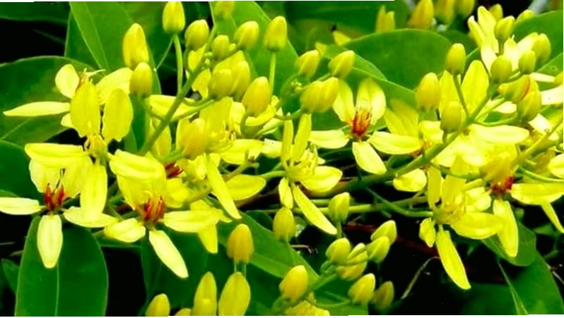 Hoa mai hoàng yến làm đẹp cảnh quan đô thị