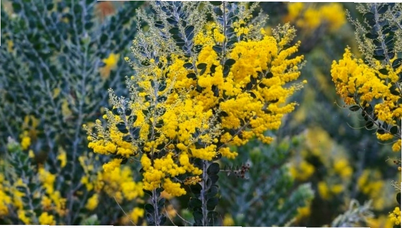 Hoa Mimosa sắc vàng rực rỡ