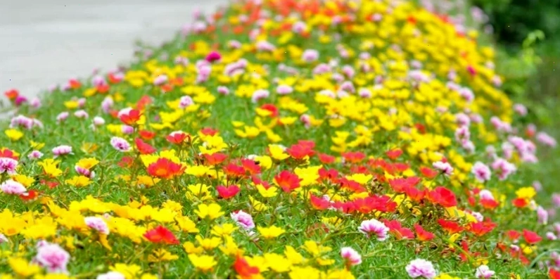 Hoa Mười Giờ nở rộ dưới ánh nắng
