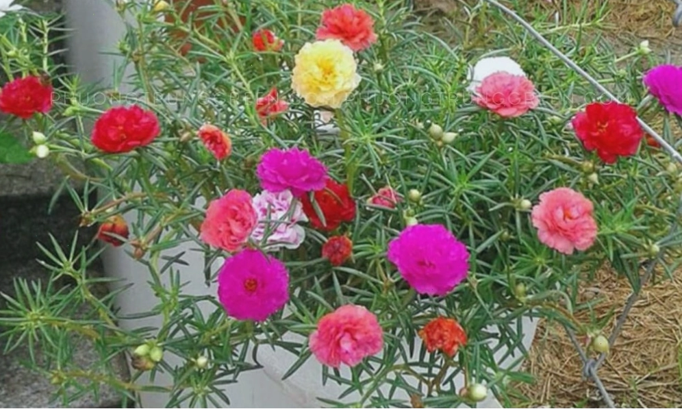 Hoa mười giờ thường với cánh đơn mỏng manh