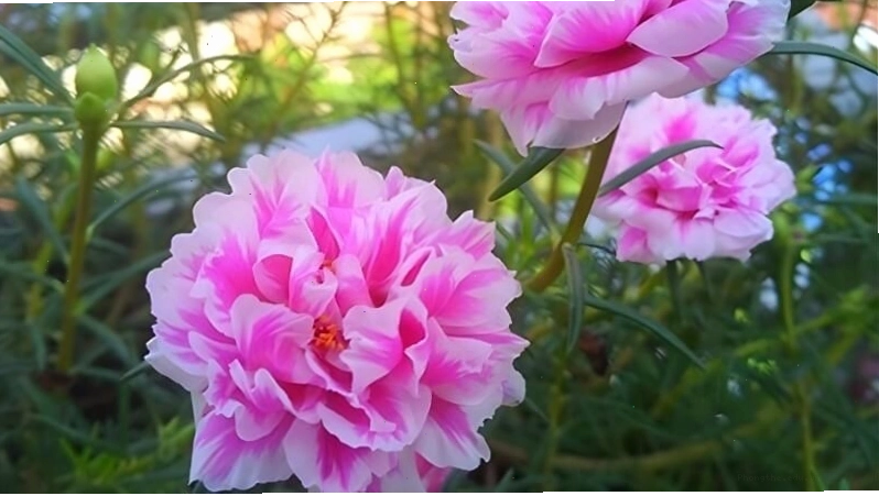 Hoa mười giờ với sắc màu rực rỡ, ưa nắng nóng