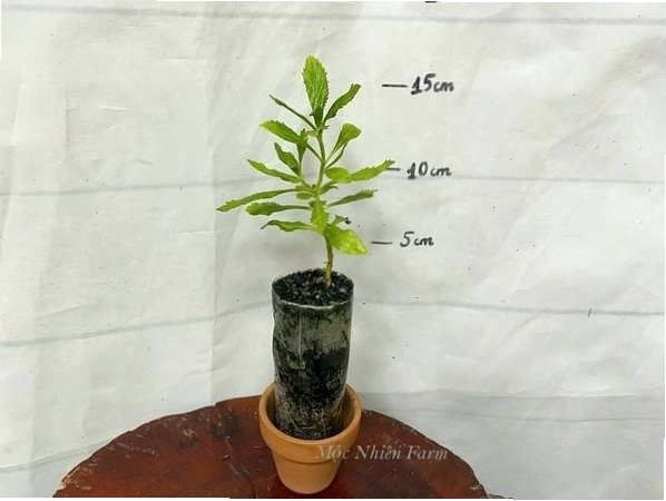 Hoa Ngọc Hân màu tím quyến rũ