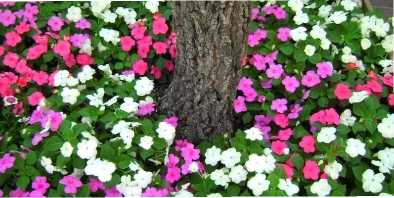 Hoa Ngọc Thảo với những cánh hoa nhỏ xinh