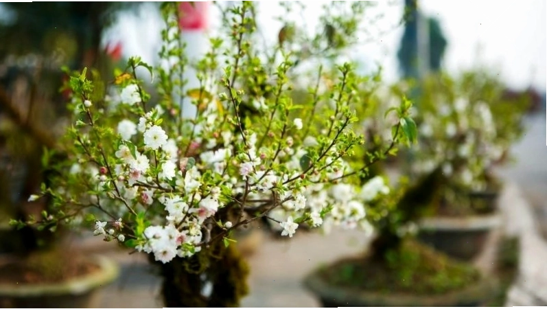 Hoa nhất chi mai rất phù hợp để chưng Tết