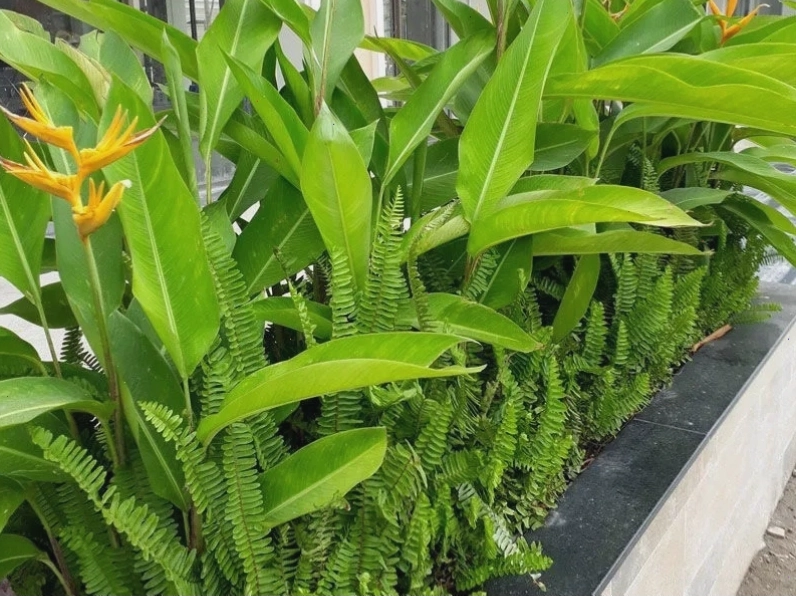Hoa Thiên Điểu với hình dáng độc đáo
