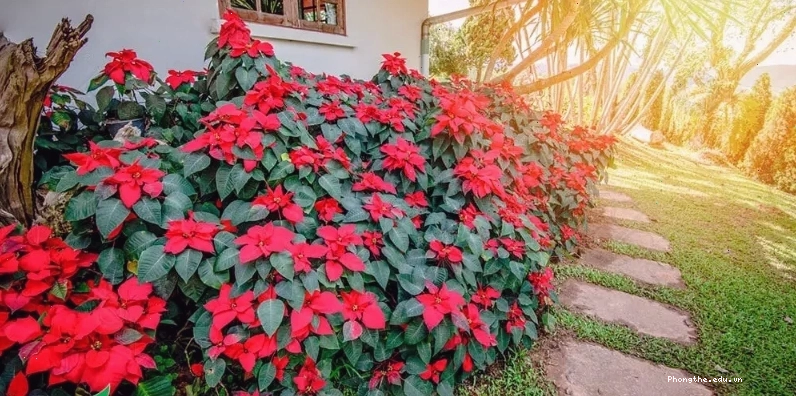 Hoa Trạng Nguyên với lá đỏ rực rỡ