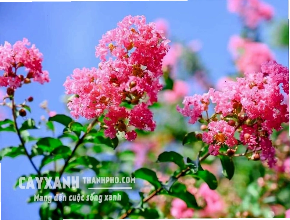 Hoa tường vi với sắc hồng rực rỡ, cánh hoa mỏng manh