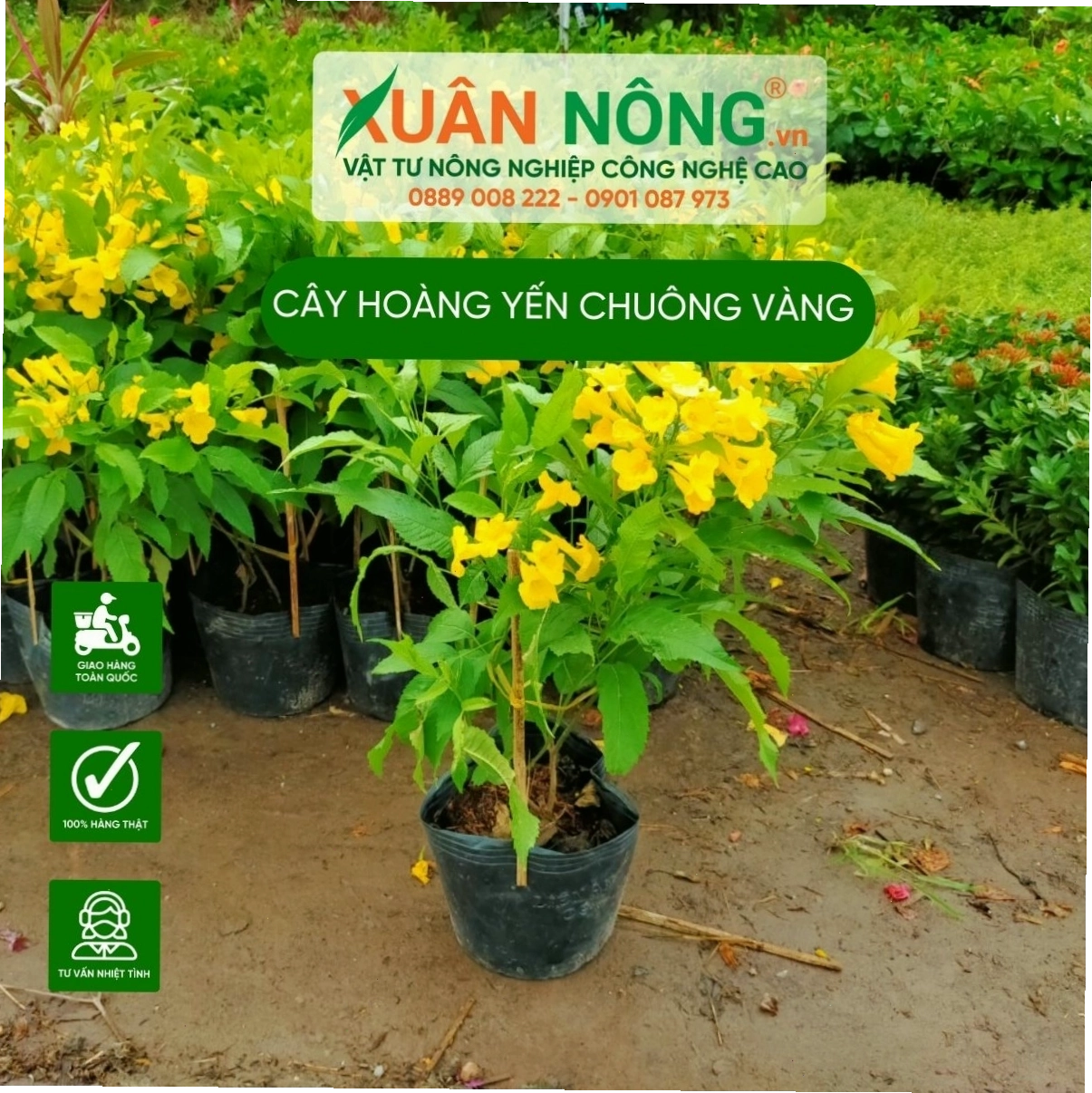 Hoa vàng rực rỡ của cây hoàng yến chuông vàng