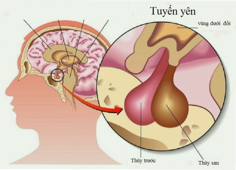 Hormon FSH được sản xuất ở thùy trước tuyến yên