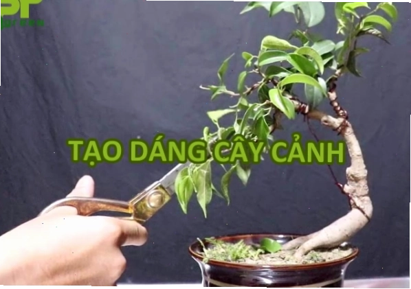 Hướng dẫn chi tiết cách tạo dáng cây cảnh đẹp mắt