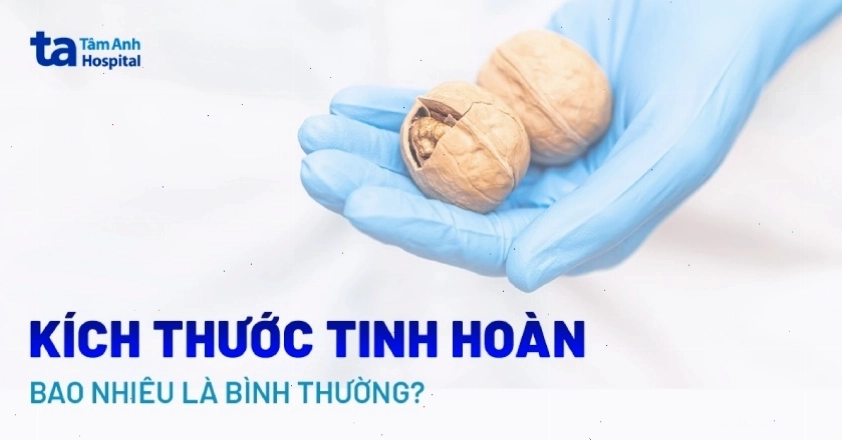 Kích thước tinh hoàn bình thường ở nam giới trưởng thành
