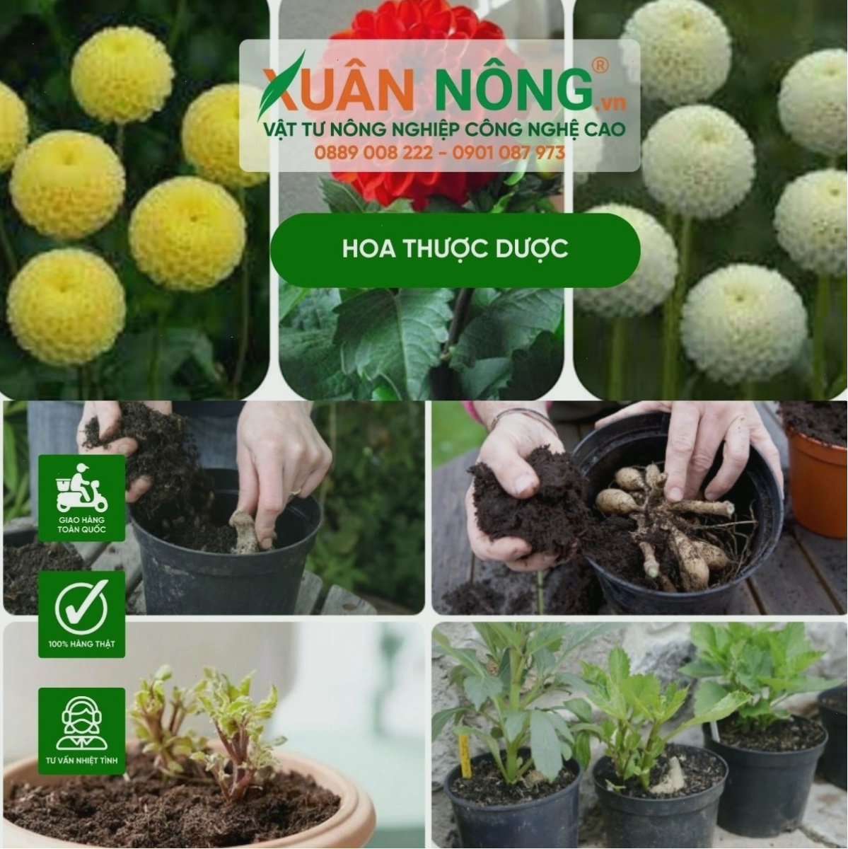 Kiểm tra và phòng trừ sâu bệnh cho hoa thược dược