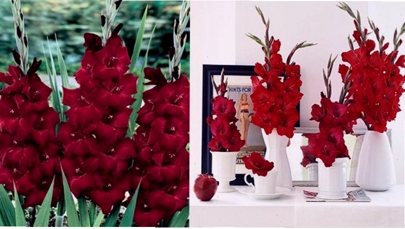Kiểu cắm hoa lay ơn giúp căn phòng thêm sáng sủa