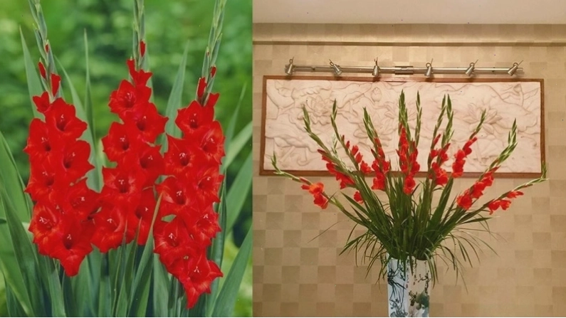 Kiểu cắm hoa lay ơn sang trọng cho phòng khách