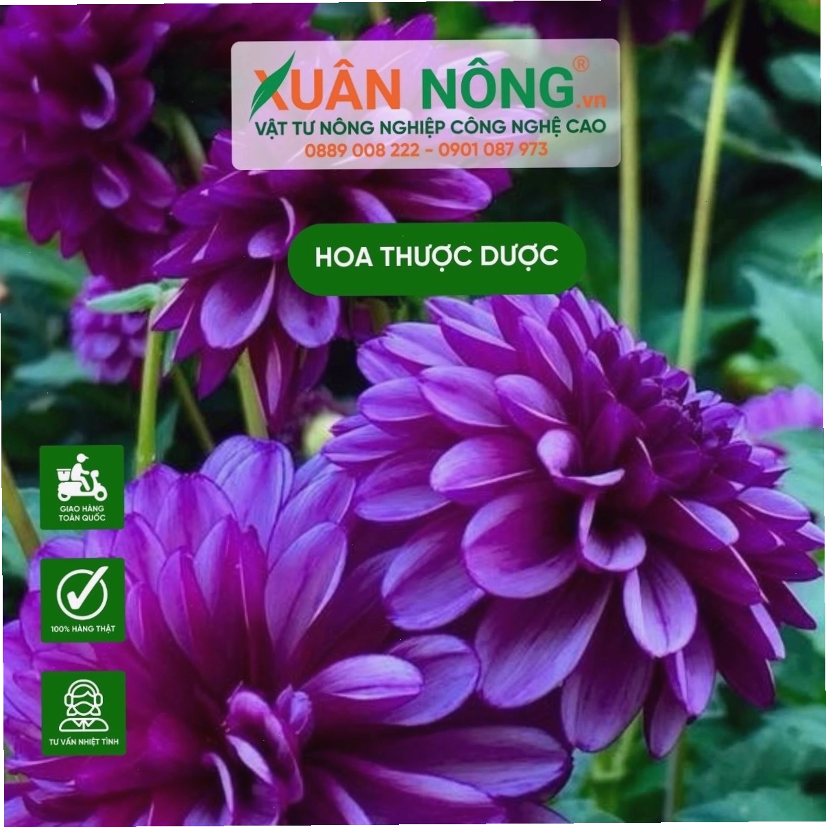 Kỹ thuật gieo củ hoa thược dược vào hố đất