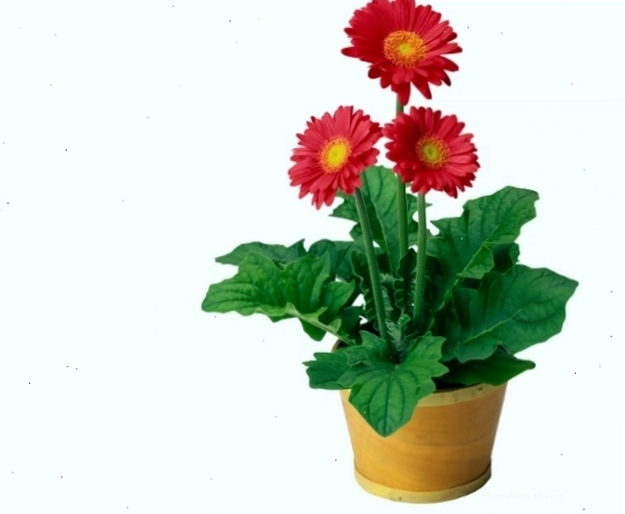 Kỹ thuật trồng hoa đồng tiền lùn trong chậu