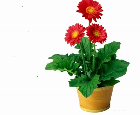 Kỹ thuật trồng hoa đồng tiền lùn trong chậu