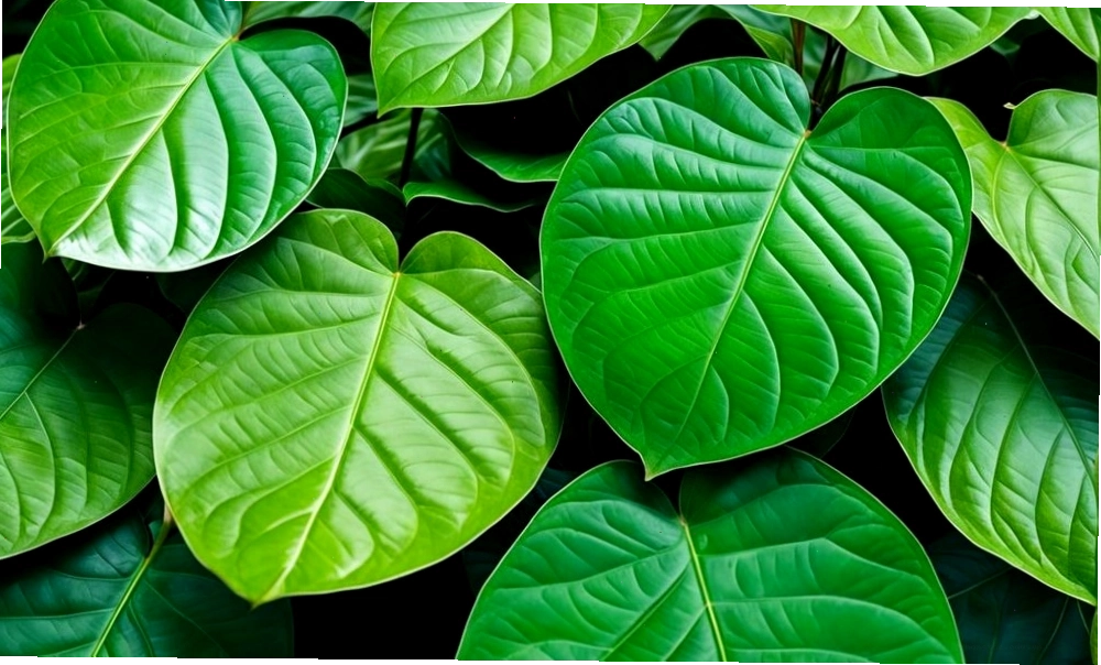 Lá trầu không có tác dụng kháng khuẩn, giảm ngứa vùng kín hiệu quả