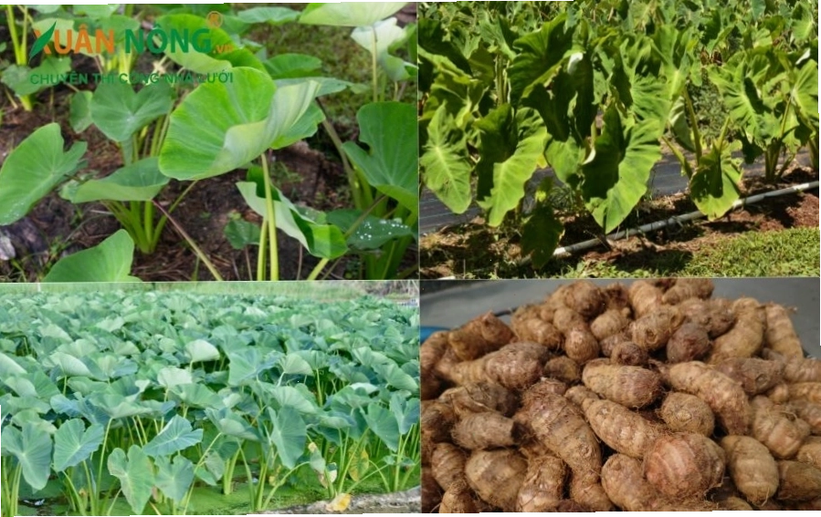 Làm cỏ và vun xới gốc khoai môn