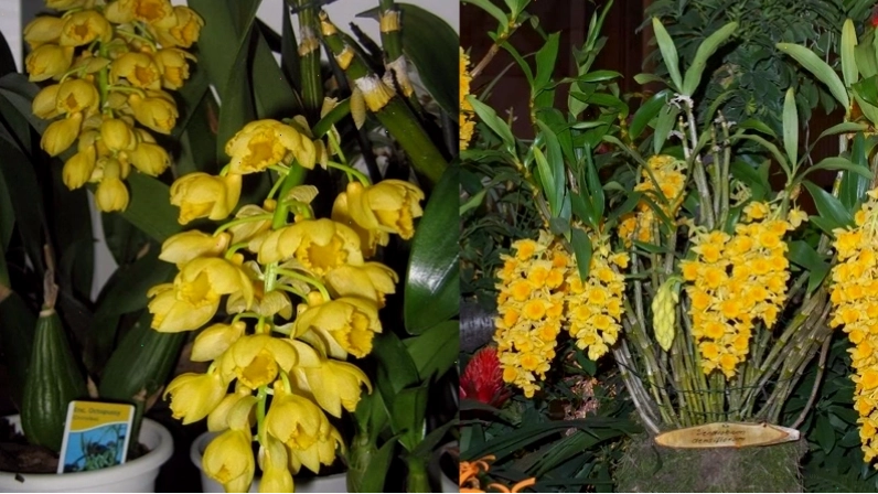 Lan sơn thủy tiên mỡ gà với màu vàng tươi và hình phễu